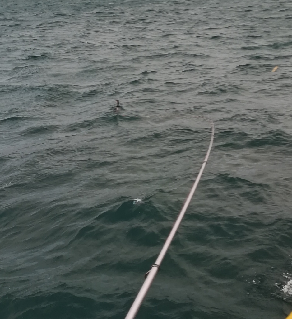 勝浦方面 鳥ではない 自己記録の大物 テトラ泳がせ 釣り納め 2か所目 外房 アジの遠投 カゴ 釣り日記