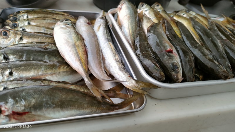 勝浦湾でのアジ釣りの釣果