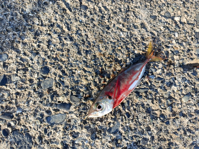 東京湾での堤防アジ釣りで釣れたアジ