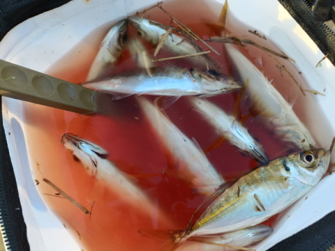 東京湾での堤防アジ釣りで釣ったアジ