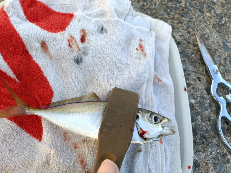 東京湾での堤防アジ釣りで釣れたアジ