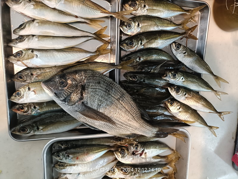 東京湾での堤防アジで釣れた釣果