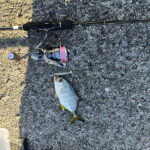 加太で釣れたメッキ