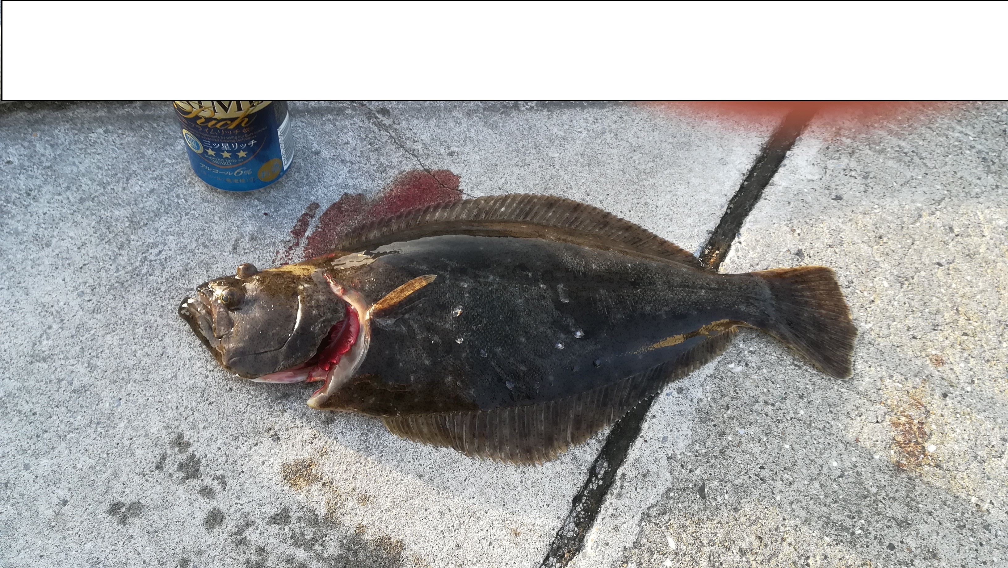 勝浦方面 アジ狙い 外道 サヨリ ヒラメｗ 外房 アジの遠投 カゴ 釣り日記