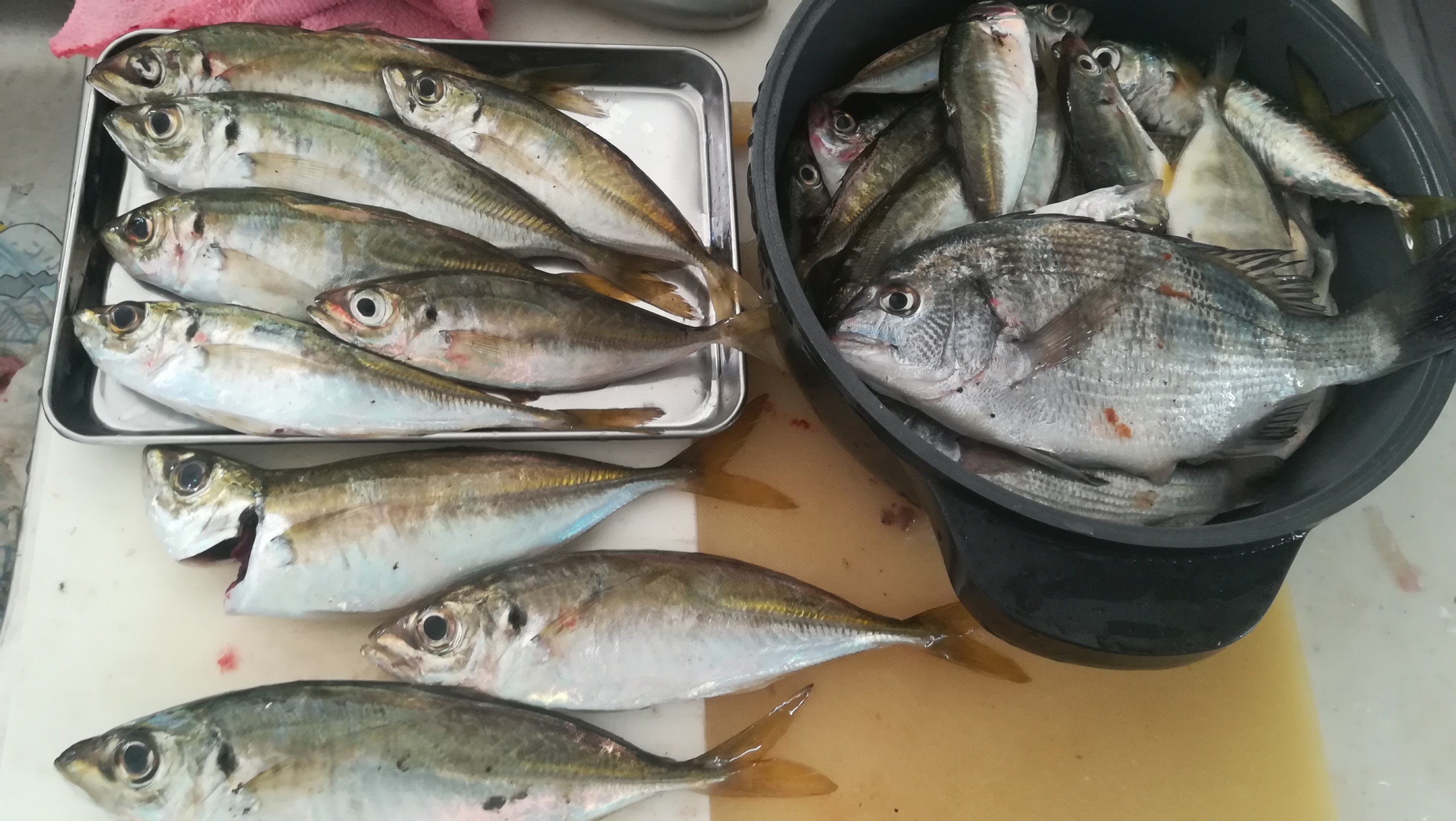 新鮮アジ料理 釣った豆アジのたたき 骨せんべいを作る 外房 アジの遠投 カゴ 釣り日記