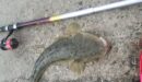 勝浦泳がせで釣れたマゴチ